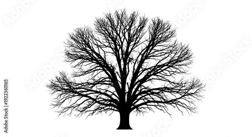 Bare tree silhouette against white background