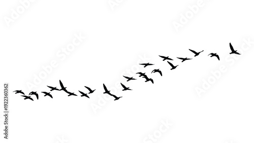 A flock of birds flying in a diagonal line isolated on white background, Vector