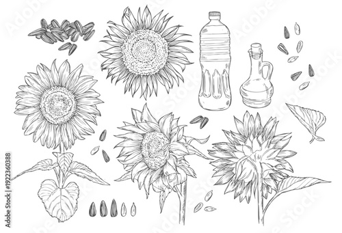 Sunflower sketch, realistic hand drawing, vector illustration, engraving style