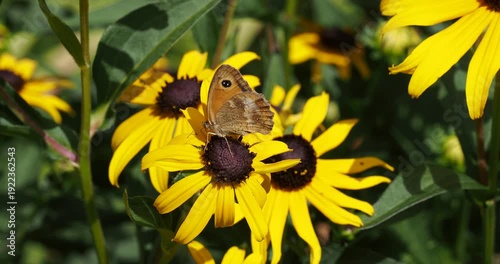 Amaryllis ou pyronia tithonus posé sur une fleur de rudbeckia (Rudbeckia hirta) se gavant de nectar 
