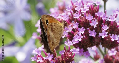 (Pyronia tithonus) Un amaryllis posé sur une fleur de verveine de Buesnos-Aires (Verbena bonariensis) se gavant goulument de son nectar, ailes fermées
