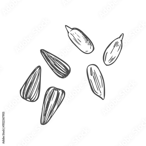 Sunflower Seeds vector. Sunflower Seeds on white background.