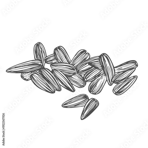 Sunflower Seeds vector. Sunflower Seeds on white background.