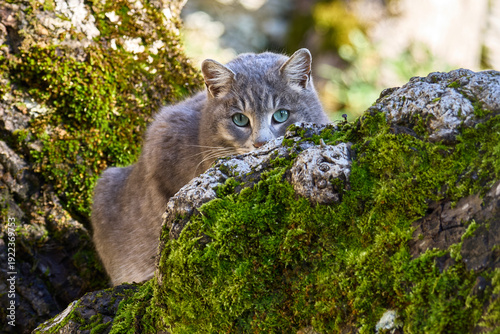 Gatto si arrampica su un albero e si nasconde