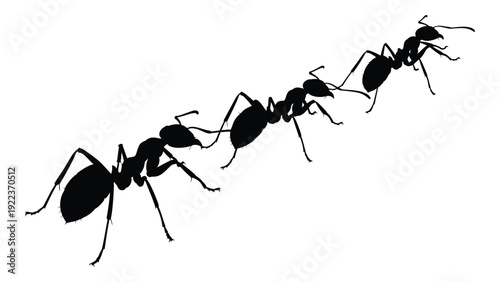 A line of ants walking in a row on a white background isolated on white background, Vector