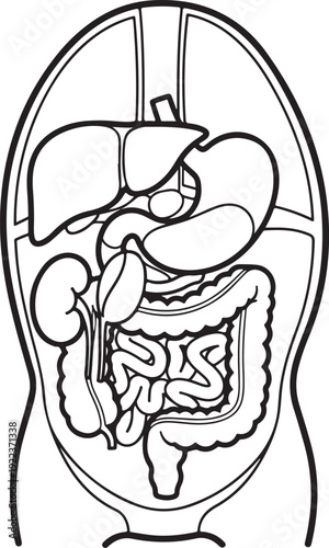 Stylized illustration of the human digestive system, showing the stomach, intestines, liver, and kidneys within an abstract body shape, for medical or educational concepts. , Generative Ai