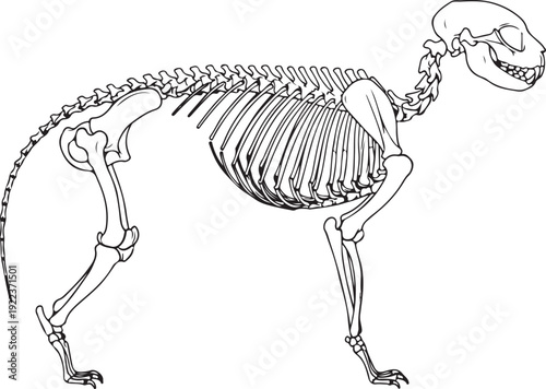 Detailed outline illustration of a dog's skeleton, showcasing the complete skeletal structure from skull to tail for veterinary or educational purposes. , Generative Ai