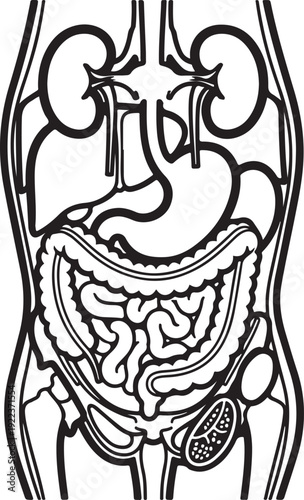 Outline illustration of male human pelvic organs including bladder and prostate, alongside abdominal organs like kidneys and intestines for medical education. , Generative Ai
