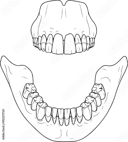 Detailed black and white illustration of mammalian upper and lower jawbone with teeth, depicting dental anatomy for educational or scientific use. , Generative Ai