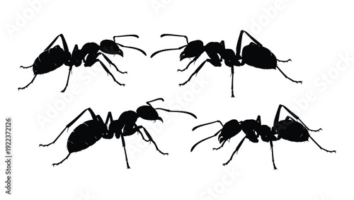 Four black ants on a white background isolated on white background, Vector