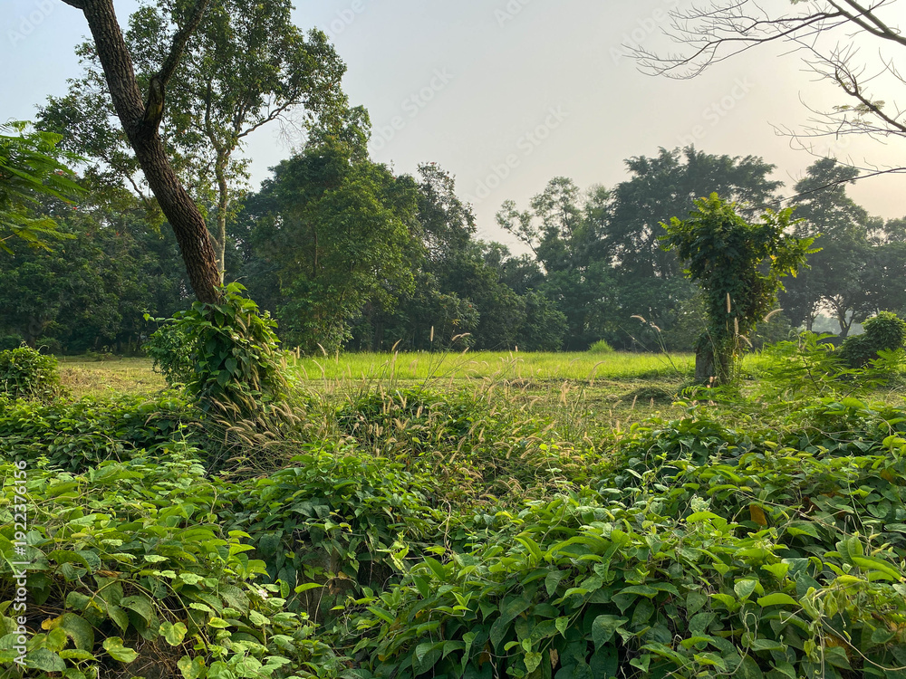 Naklejka premium Abandoned park filled with wild plants, green grass and tree, on morning sunlight