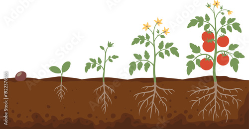 Educational illustration of tomato plant growth stages from seed to sprouting, seedling, vegetative growth, flowering, and fruiting with root development and red tomatoes