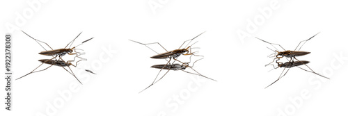 Tableau sur toile Set of three water striders (Gerridae) on water surface, isolated on white background
