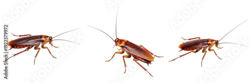 Foto Set of brown cockroaches isolated on white background