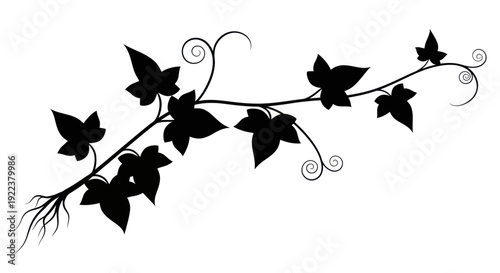 Elegant Black Ivy Vine Silhouette with Tendrils and Leaves.