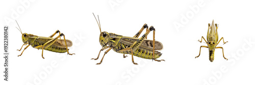 Bild auf Leinwand Grasshopper (Anacridium aegyptium Isolated on White Background - Set of 3 Angles