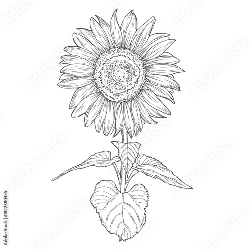 Sunflower flower. Floral botanical flower. Isolated illustration element. Vector hand drawing wildflower for background, texture, wrapper pattern, frame or border.