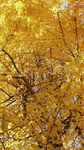 Close-up of yellow ginkgo leaves in autumn sunlight.