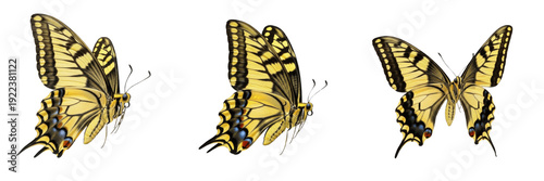 Foto Set of beautiful yellow swallowtail butterflies isolated on white background