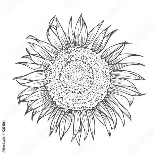 Sunflower flower. Floral botanical flower. Isolated illustration element. Vector hand drawing wildflower for background, texture, wrapper pattern, frame or border.