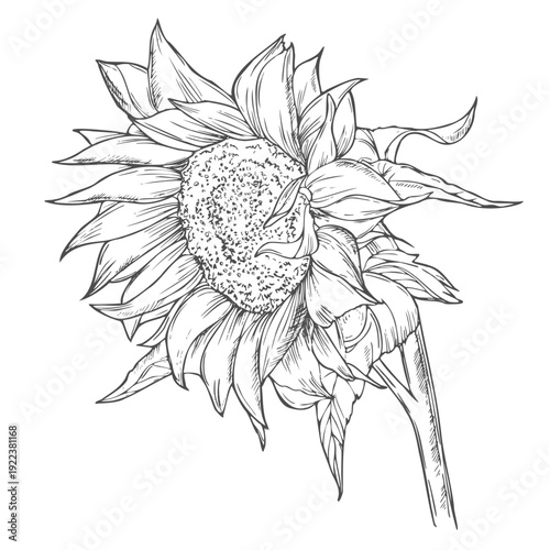 Sunflower flower. Floral botanical flower. Isolated illustration element. Vector hand drawing wildflower for background, texture, wrapper pattern, frame or border.