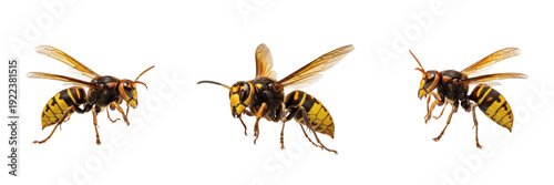Tableau sur toile Set of Three European Hornets Isolated on White Background - High-Detail Macro P
