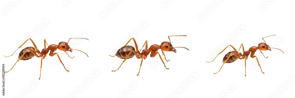 Αυτοκόλλητο Group of red ants walking isolated on a white background