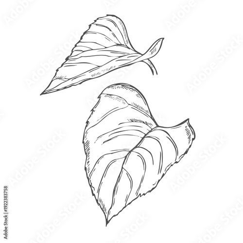 Hand drawn simple leaf sketch isolated on white background. Botanical element