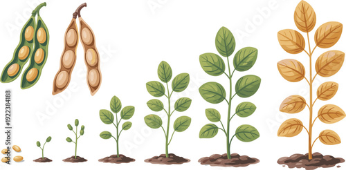 Soybean plant growth cycle illustration featuring seeds, sprout, seedling, mature plant, and pods symbolizing agriculture, farming, biology, sustainability, and educational graphics