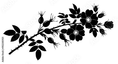 Elegant Black Silhouette of Wild Rose Branch with Detailed Flowers Leaves and Rose Hips.