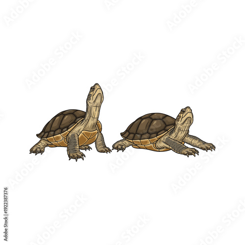 Two turtles stretching necks in a playful gesture on white background