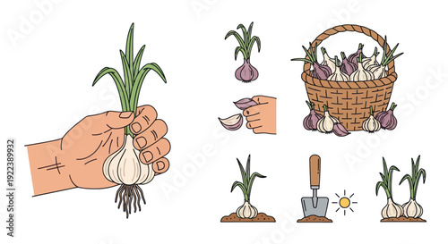 Garlic cultivation steps: planting, growth, harvest, basket illustration