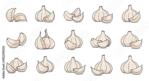 Garlic illustration: bulbs and cloves, hand-drawn sketch style, isolated on white