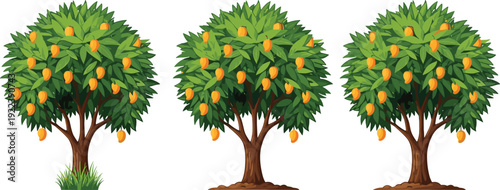 Set of mango trees with ripe fruits isolated on white background, tropical orchard nature botanical vector illustration clipart collection