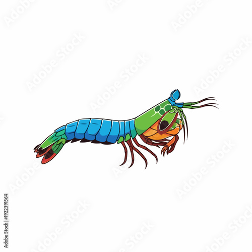 mantis shrimp illustration