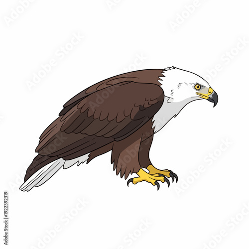 Madagascar eagle illustration on white background