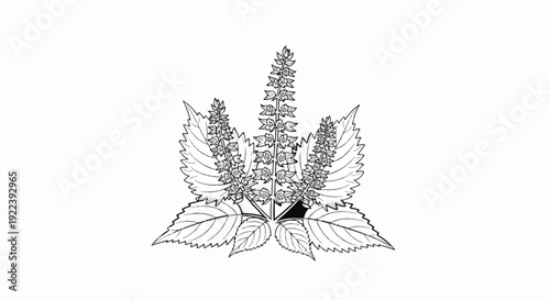 Stylized outline drawing of flowering basil plant with serrated leaves