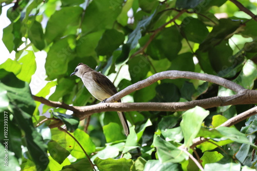 Quadro su tela White, Brown and Yellow Bird - Yellow-vented bulbul (Pycnonotus goiavier) perched on a branch, looking into the distance