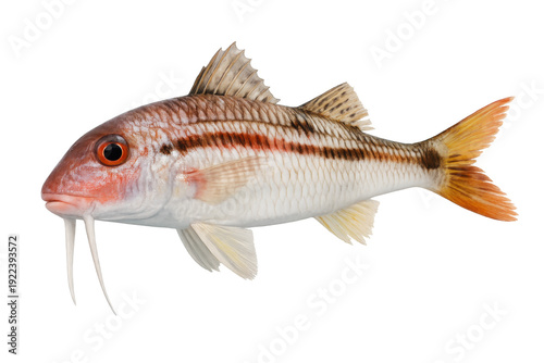 Fresh red mullet fish on transparent background