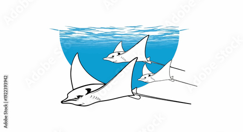 Three graceful manta rays glide through blue ocean waters