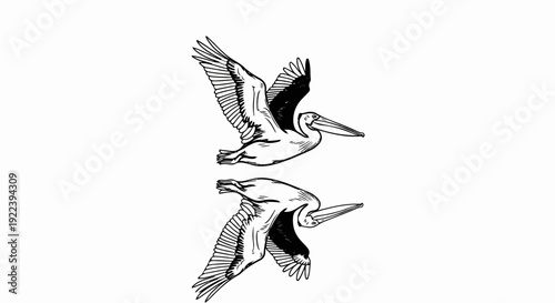 Two pelicans in flight, one above the other, against a white background