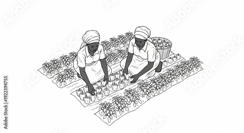 Two women harvesting bell peppers from a field