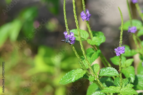 Black and Blue bee - Himalayan Cloak-and-Dagger Bee/Neon Cuckoo Bee (Thyreus himalayensis) pollinating purple Blue porterweed/Blue snake weed/Brazilian tea (Stachytarpheta jamaicensis) flowers.