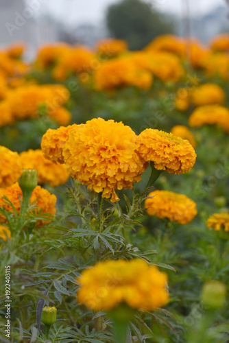 orange marigold flower blossom in garden, orange Mari Gold flowers for decorate garden, Close up of beautiful orange marigold flower. Nature, Marigold flowers bloom in the morning, Marigold
