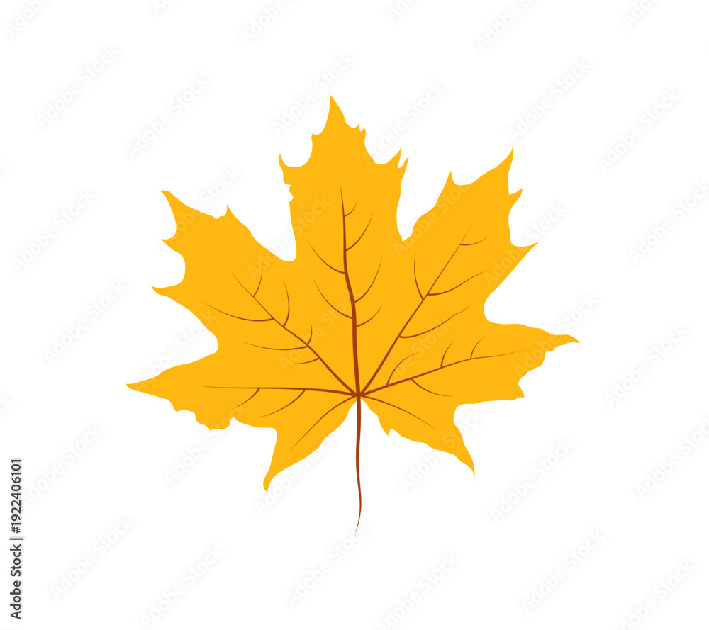 Fototapeta premium Autumn maple leaf isolated on white background. Vector illustration