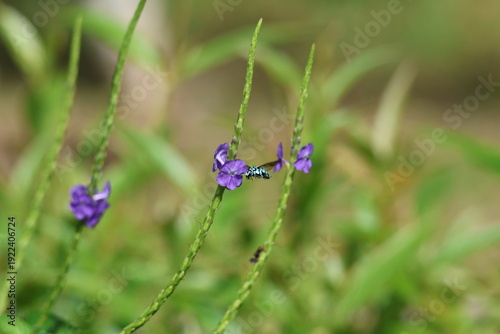 Black and Blue bee - Himalayan Cloak-and-Dagger Bee/Neon Cuckoo Bee (Thyreus himalayensis) pollinating purple Blue porterweed/Blue snake weed/Brazilian tea (Stachytarpheta jamaicensis) flowers.