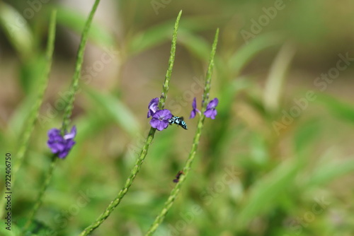 Black and Blue bee - Himalayan Cloak-and-Dagger Bee/Neon Cuckoo Bee (Thyreus himalayensis) pollinating purple Blue porterweed/Blue snake weed/Brazilian tea (Stachytarpheta jamaicensis) flowers.