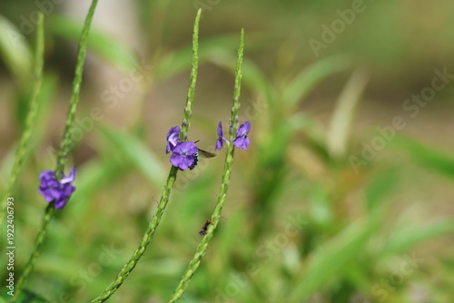 Black and Blue bee - Himalayan Cloak-and-Dagger Bee/Neon Cuckoo Bee (Thyreus himalayensis) pollinating purple Blue porterweed/Blue snake weed/Brazilian tea (Stachytarpheta jamaicensis) flowers.