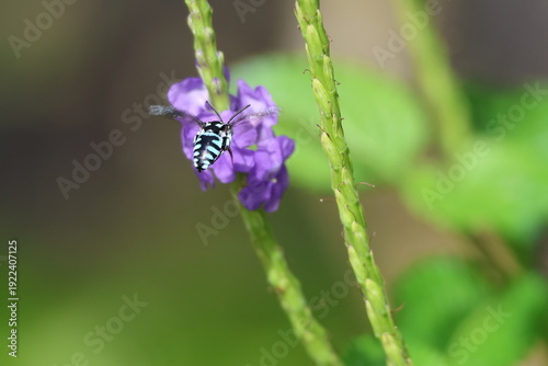 Black and Blue bee - Himalayan Cloak-and-Dagger Bee/Neon Cuckoo Bee (Thyreus himalayensis) pollinating purple Blue porterweed/Blue snake weed/Brazilian tea (Stachytarpheta jamaicensis) flowers.