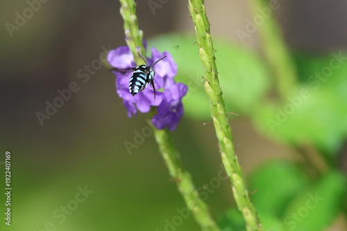 Black and Blue bee - Himalayan Cloak-and-Dagger Bee/Neon Cuckoo Bee (Thyreus himalayensis) pollinating purple Blue porterweed/Blue snake weed/Brazilian tea (Stachytarpheta jamaicensis) flowers.